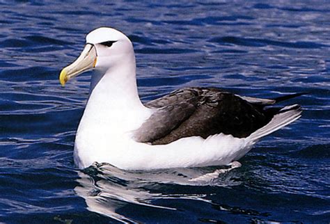 Great albatross - sound effect