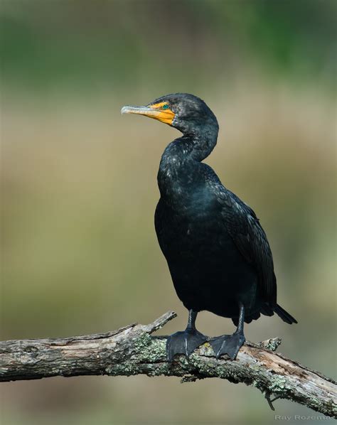 Cormorant - sound effect