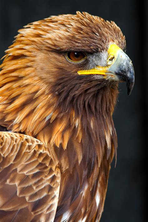 Golden eagle - sound effect