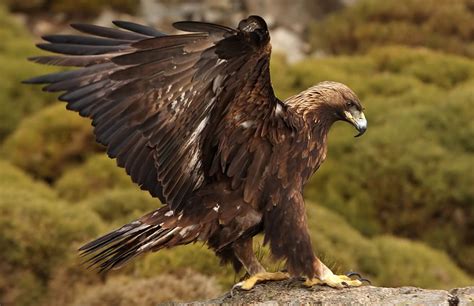 Golden eagle - sound effect