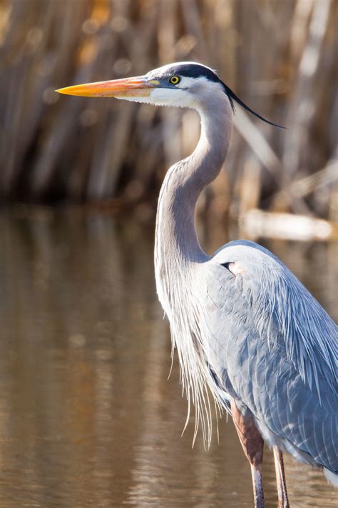 Great blue heron: warning cries from the nest - sound effect