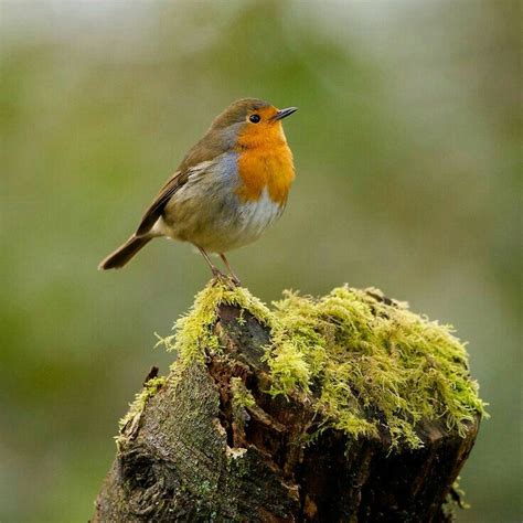 Large parus and european robin near a forest stream - sound effect