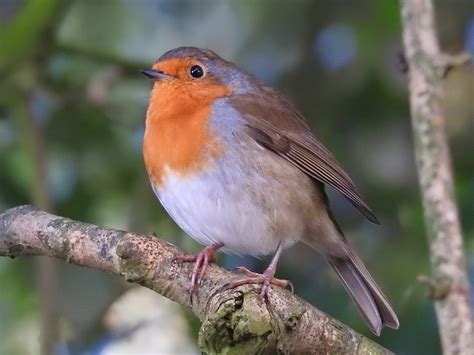 Large parus and european robin near a forest stream - sound effect