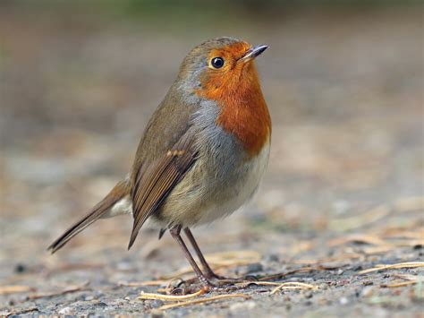 Big parus and european robin - sound effect