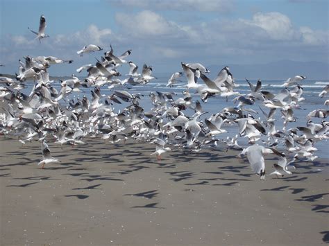 Large flock of seagulls - sound effect