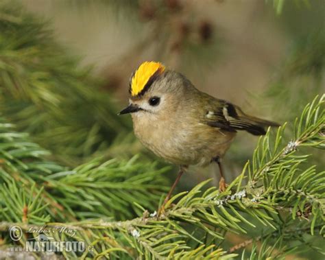 Bird regulus regulus - sound effect