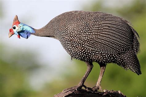 Bird helmeted guineafowl - sound effect