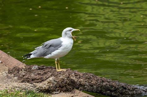 Large white-headed gulls: two birds calling to each other - sound effect