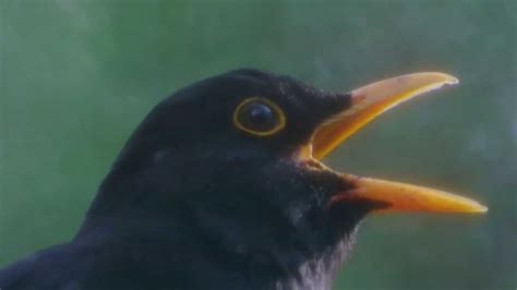 Common blackbird, birdsong - sound effect