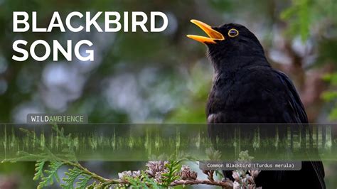 Common blackbird, birdsong - sound effect