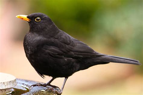 Common blackbird - sound effect