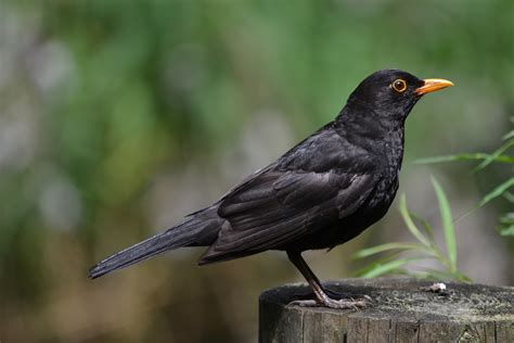 Common blackbird - sound effect