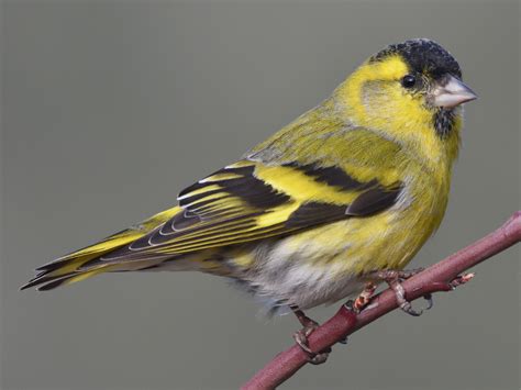 Bird eurasian siskin - sound effect