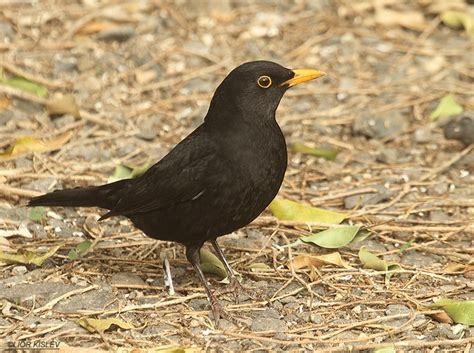 Common blackbird (3) - sound effect