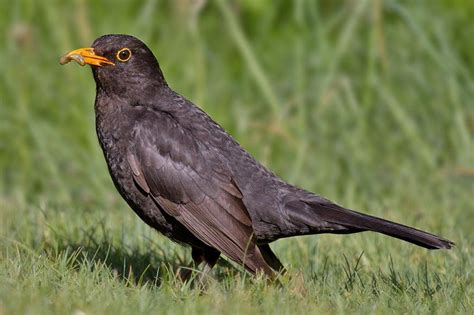 Common blackbird (3) - sound effect