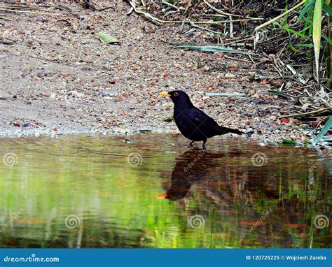 Common blackbird near a forest stream - sound effect