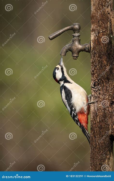 Dendrocopos tapping on wood - sound effect