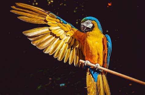 Longtail parrot - sound effect