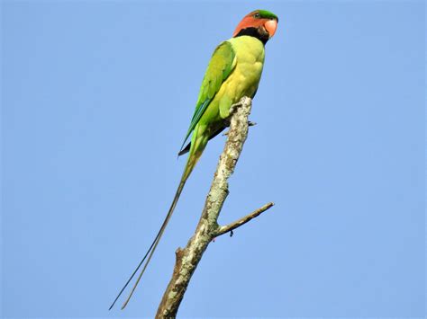 Longtail parrot - sound effect