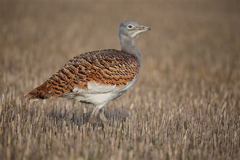 Great bustard - sound effect