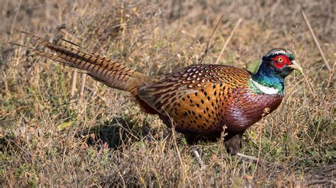Ring-necked pheasant - sound effect