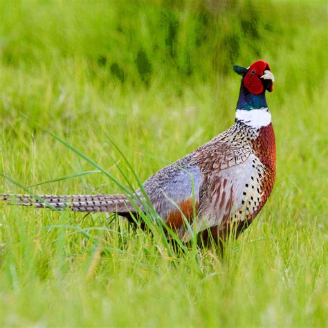 Ring-necked pheasant screaming - sound effect