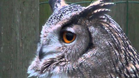 Eurasian eagle-owl hoot - sound effect
