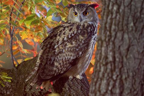 Eurasian eagle-owl hoot - sound effect