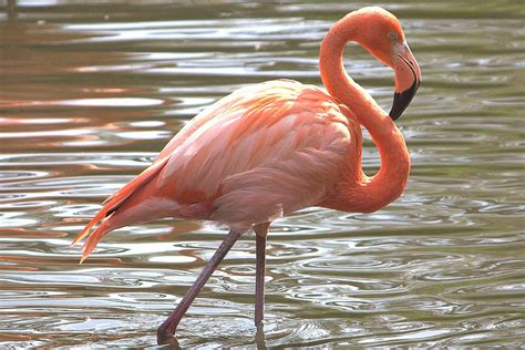 Flamingo american screaming - sound effect