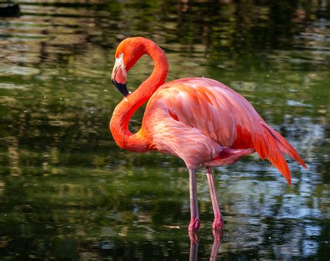 Flamingo american screaming - sound effect