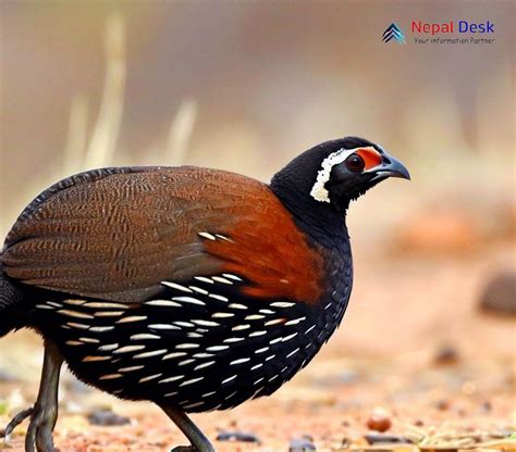 Black francolin (2) - sound effect