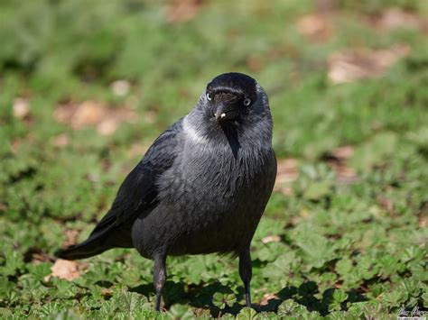 Western jackdaw - sound effect