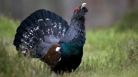 Western capercaillie - sound effect