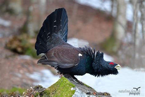 Western capercaillie - sound effect