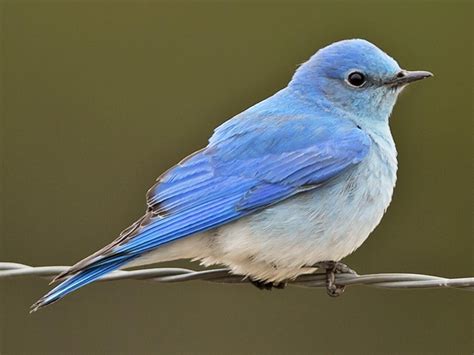 Mountain bluebird - sound effect