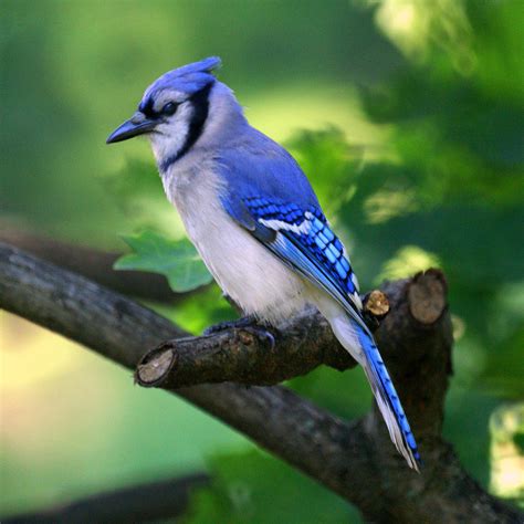 Blue jay - sound effect