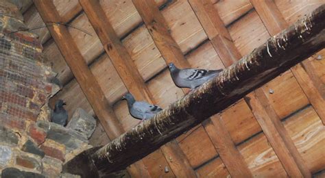 Pigeons in the attic - sound effect