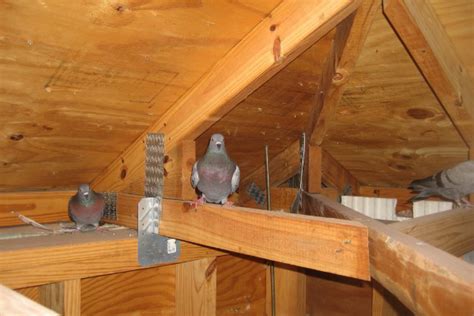 Pigeons in the attic - sound effect