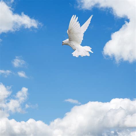 Doves fly away - sound effect