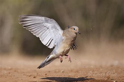 Doves take off - sound effect