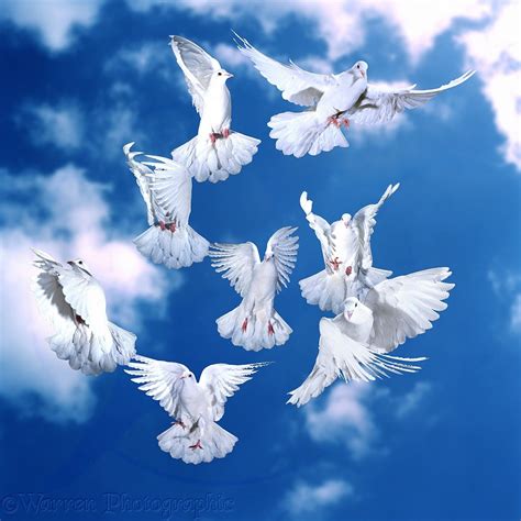 Doves take off - sound effect