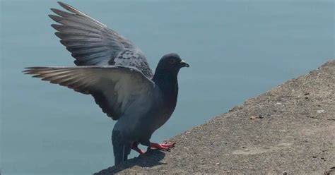 Pigeon takes off flapping its wings (3 options) - sound effect