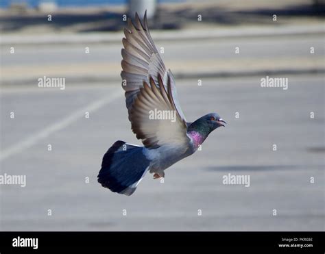 Pigeon takes off flapping its wings (3 options) - sound effect