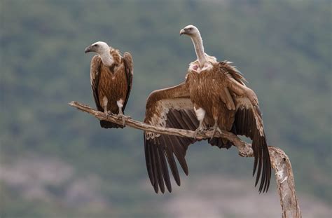 Griffon vultures - sound effect