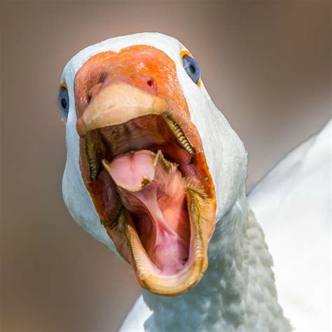 African goose screaming - sound effect