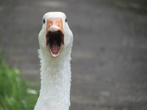 African goose screaming - sound effect