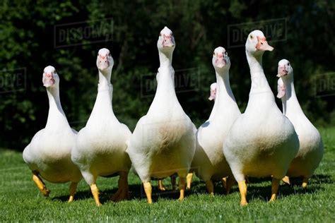 Geese gaggle - sound effect