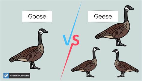 Geese (2) - sound effect