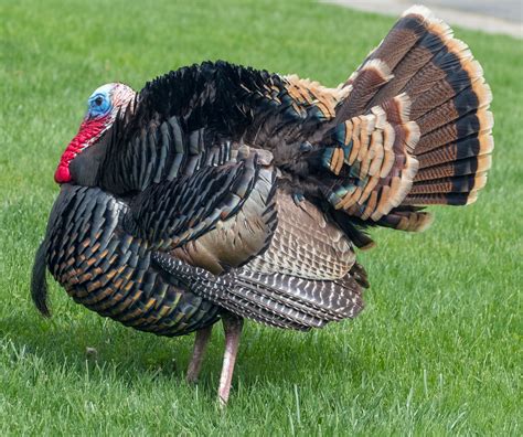 Wild turkey - sound effect