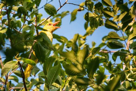 Oriolus sings (oriole) - sound effect